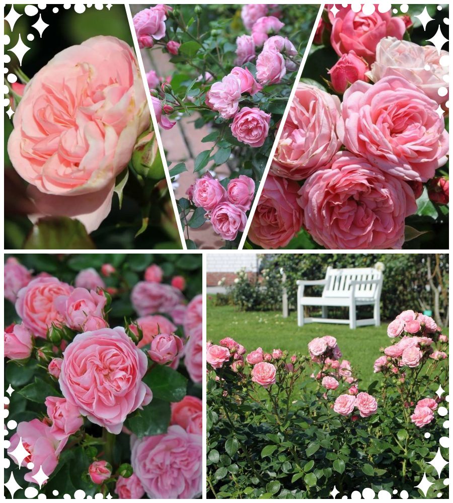 Bailando róża rabatowa